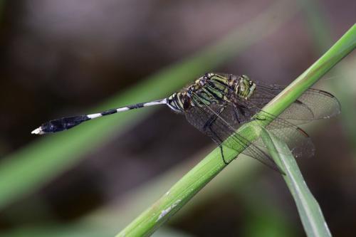 Orthetrum sabina